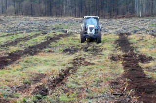 Unha investigación analiza cal é a silvicultura que logra mellores piñeiros en Galicia