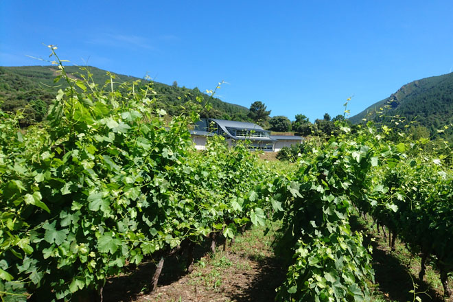Tríptico sobre a xestión de pragas e a produción integrada no viñedo