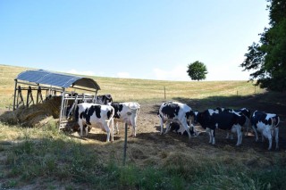 O Ministerio propón primar as pequenas explotacións lácteas no reparto das axudas europeas