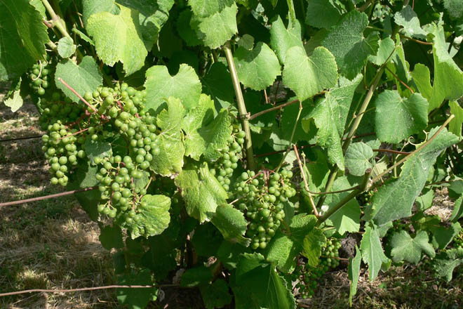 Aconsellan “máxima precaución” no viñedo ao aplicar fitosanitarios en días de calor