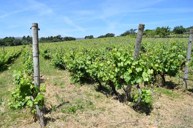 Roubos a viticultores e adegueiros da DO Monterrei