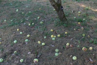 Boletín de avisos fitosanitarios en viñedo e maceiras