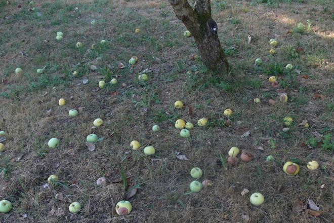 Boletín de avisos fitosanitarios en viñedo e maceiras