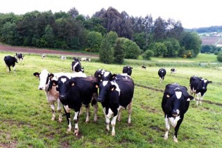 A saída ó mercado de leite en base a pastoreo xera interese nas granxas