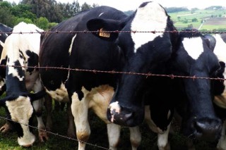 O Concello de Lalín pide prudencia ante a aparición de primeiros compradores que buscan leite