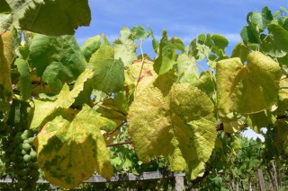 Avisos fitosanitarios en viñedo e pataca