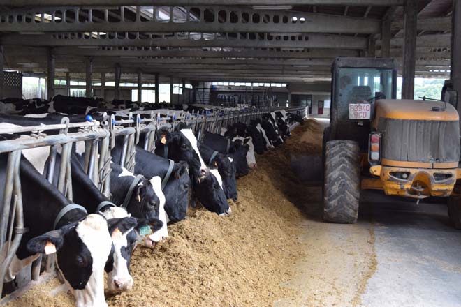 Cinco líneas de innovación en las granjas de vacuno de leche