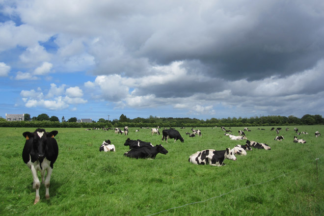 Vacas nunha pradeira na Bretaña francesa
