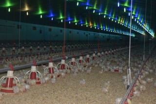 O aumento dos custos de produción deixa contra as cordas ás granxas avícolas