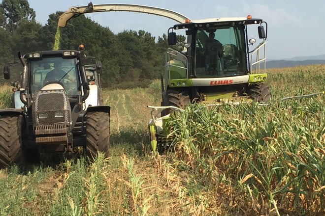 Ganaderos del Deza comienzan a ensilar el maíz para salvarlo de la sequía y de los jabalís