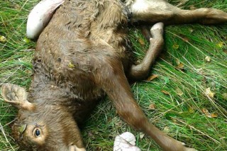 Quinto ataque do lobo este ano nunha granxa de Lalín