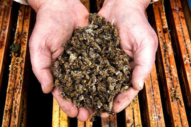 Asefoga inicia un programa de formación en apicultura orientado a zonas de Rede Natura