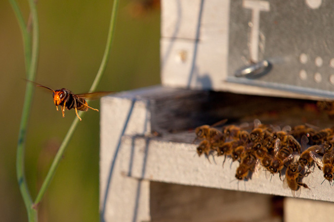 Inician un estudio sobre el impacto de la Vespa velutina en los insectos polinizadores