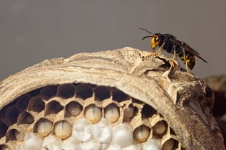 Desestimada a proposta para modificar a xestión da loita contra a vespa velutina