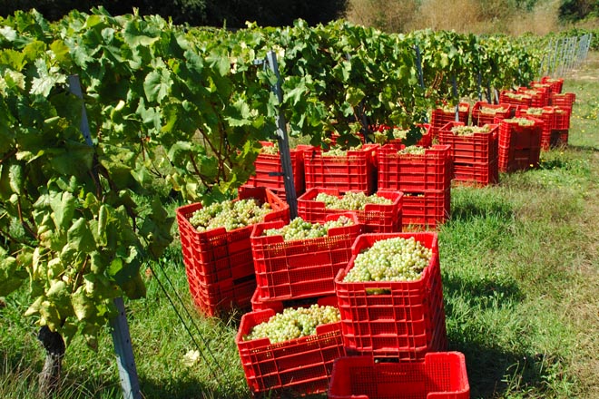 La Xunta simplifica la declaración de cosecha de uva de los viticultores gallegos