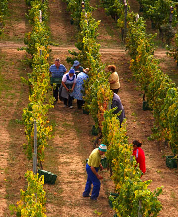 Comienza la vendimia en O Ribeiro con unas previsiones de un 10% menos de uva