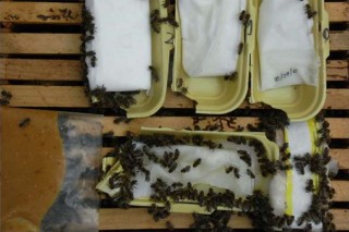 Consellos de preparación de pensos para as abellas