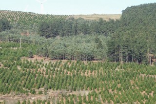Xosé Alfredo Pereira: “A revisión do plan forestal supón privatizar os montes veciñais”