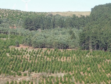 O mercado de carbono e a oportunidades para o sector forestal galego, a debate o día 24 en Lugo