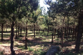 Formación sobre xeolocalización de parcelas forestais e medición de troncos