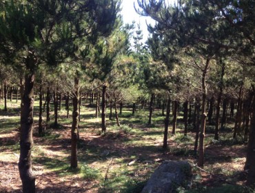 Formación sobre xeolocalización de parcelas forestais e medición de troncos