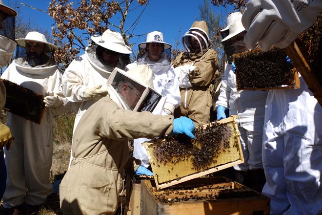 Curso na Gudiña sobre manexo do apiario e identificación e tratamento das enfermidades nas colmeas