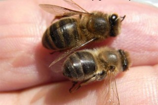 A importancia do pole na alimentación das abellas