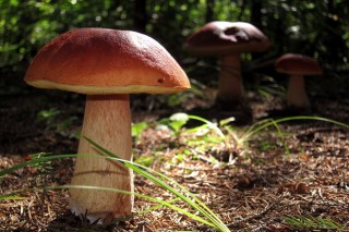 Publican a primeira guía de cogumelos da provincia de Lugo