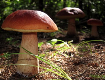 Publican a primeira guía de cogumelos da provincia de Lugo