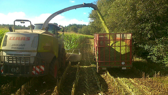 Mejora la cosecha de maíz en el final de la campaña de ensilado
