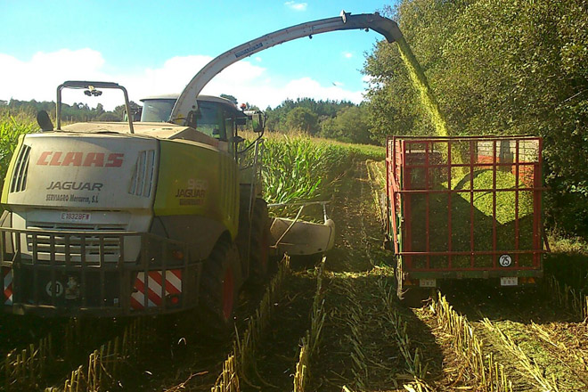 A Xunta consulta a Bruxelas se pode verificar os cultivos da PAC antes de maio para non penalizar ao millo forraxeiro
