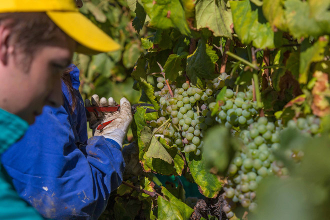 Monterrei finaliza unha vendima “excelente” con 4,47 millóns de quilos de uva