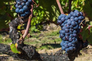 Comproban que a presenza de residuos de funxicidas na uva altera o aroma do viño