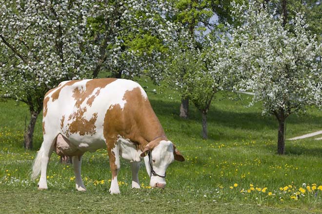 Viaje para conocer ganaderías en ecológico en Austria y la raza Fleckvieh