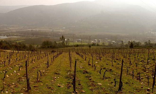 Valdesil, viños que expresan o ‘terroir’ de Valdeorras