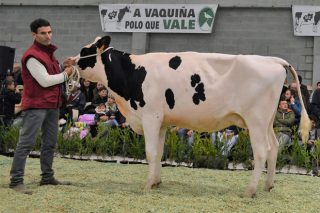 Catálogo das xovencas e vacas de raza Frisona que se poxarán o próximo domingo en Mazaricos