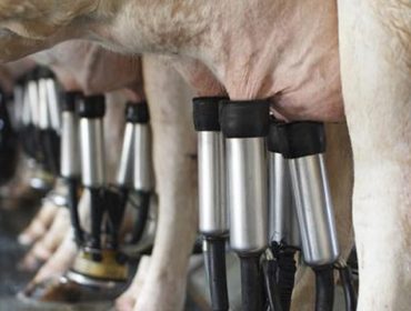 Que efectos pode ter a mamite subclínica na taxa de reprodución nas granxas de vacún de leite?
