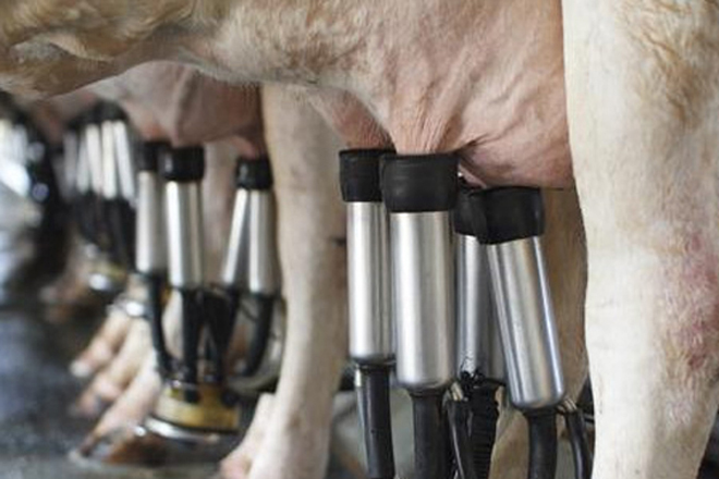 ¿Qué efectos puede tener la mamitis subclínica en la tasa de reproducción en las granjas de vacuno de leche?