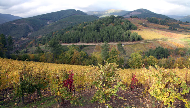 Bodegas Santa Marta: vinos exclusivos desde las laderas de Valdeorras