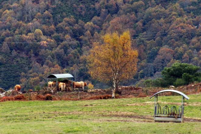 La Xunta propone prorrogar las ayudas agroambientales a costa de reducir apoyos a la montaña