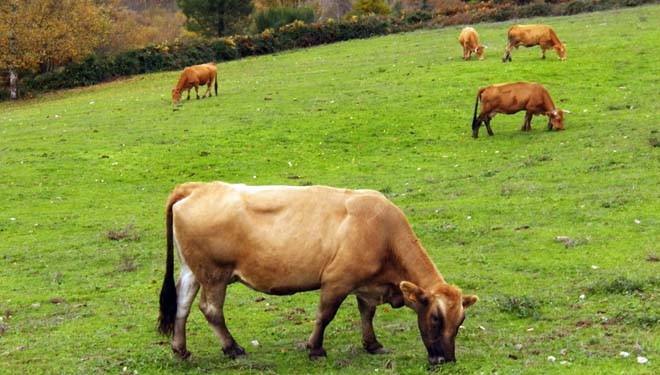 Convocadas las ayudas de compensaciones por inactividad y para reposición del ganado