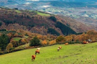 Radiografía da terra agraria en Galicia: como chegamos a ter boa parte do territorio abandonado