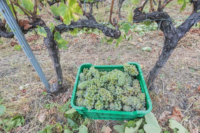 Valdeorras finaliza a vendima cun 29% menos de uva pero de “excelente calidade”