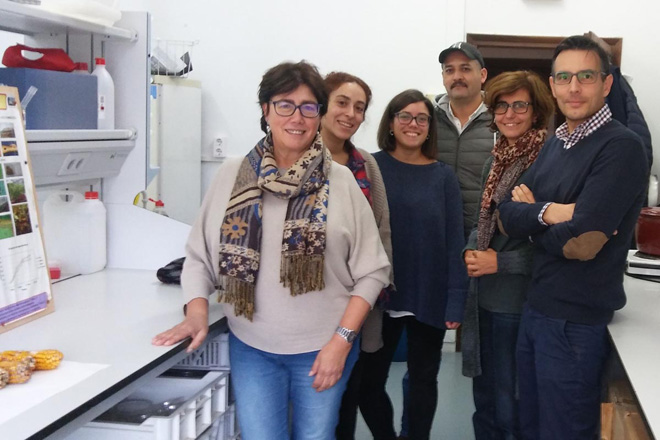 Investigadores galegos avanzan na mellora xenética do millo fronte ás pragas