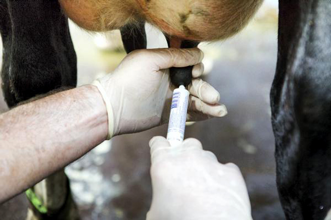 ¿Como reducir el uso de antibióticos en secado a sólo el 25% de las vacas?