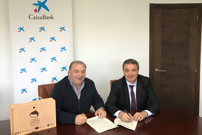 CaixaBank financiará nuevas plantaciones de castaños en Galicia