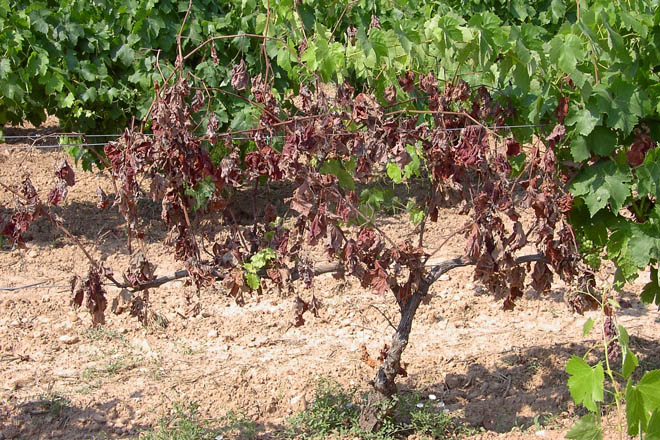 Las enfermedades de la madera en viñedo (I): síntomas y prevención
