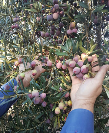 O catálogo mundial da oliveira incorpora dúas variedades autóctonas de Galicia