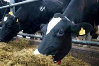 Defenden a necesidade de axustar as racións e reducir a taxa de reposición en vacún de leite