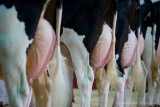 Embriomarket lanza unha promoción especial de embrións Holstein para  Gandagro’19